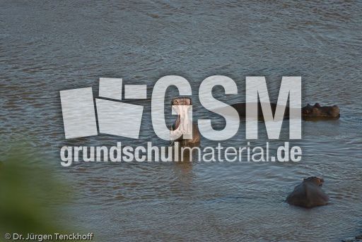 Flusspferd (57 von 104).jpg